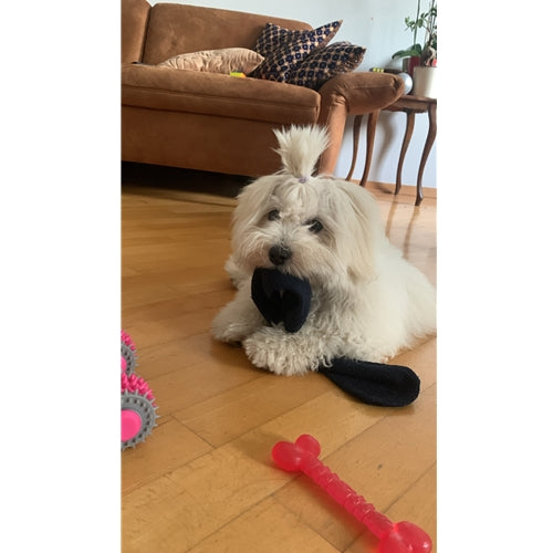 Mr.Pet spletna trgovina