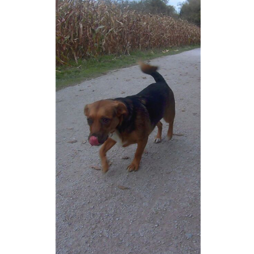Mr.Pet spletna trgovina