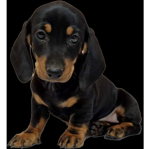 Mr.Pet spletna trgovina