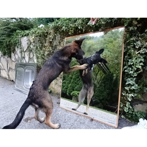 Mr.Pet spletna trgovina