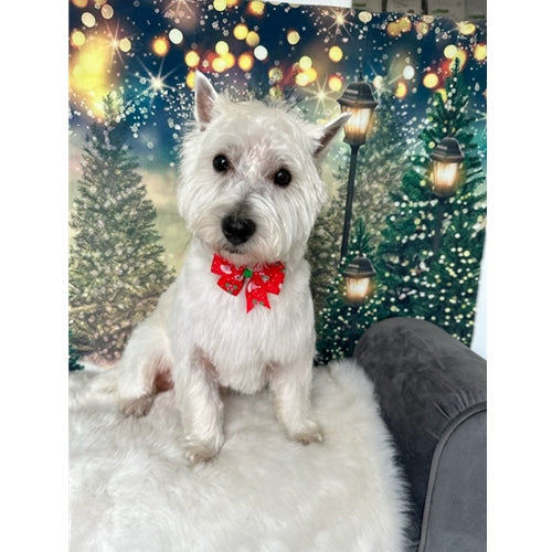 Mr.Pet spletna trgovina
