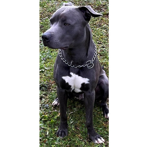Mr.Pet spletna trgovina