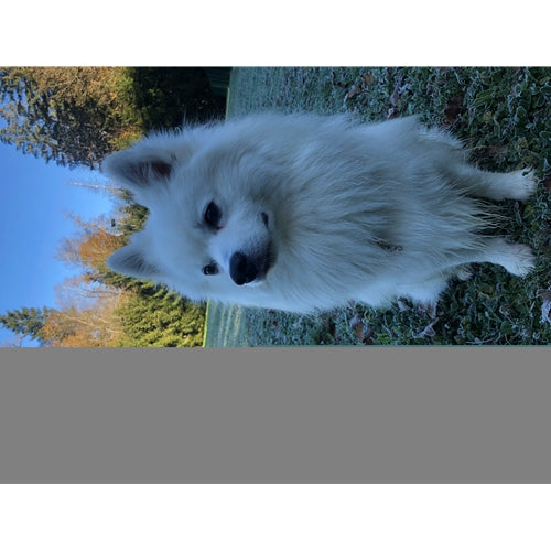 Mr.Pet spletna trgovina