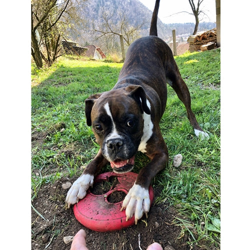 Mr.Pet spletna trgovina