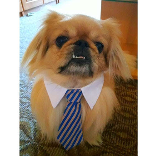 Spletna trgovina Mr.Pet