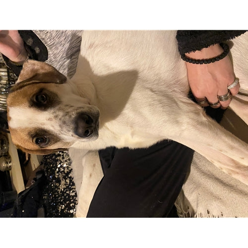 Spletna trgovina Mr.Pet