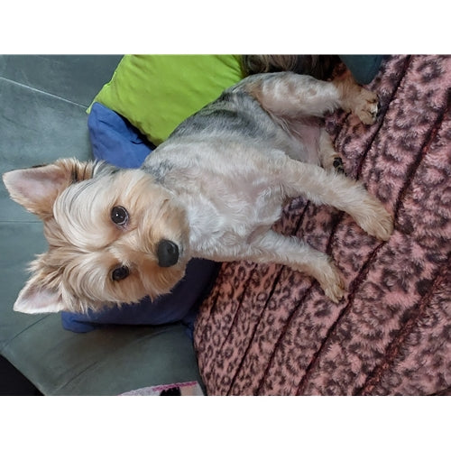 Mr.Pet spletna trgovina