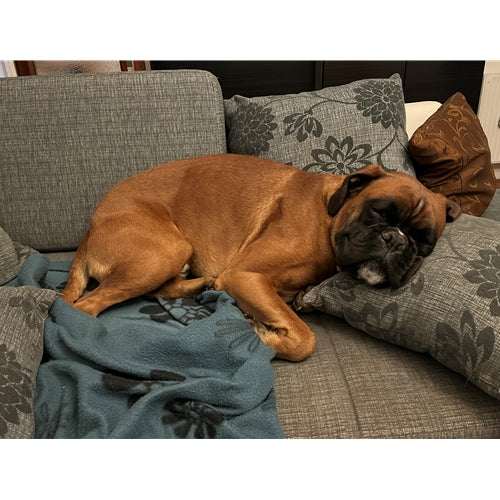 Mr.Pet spletna trgovina