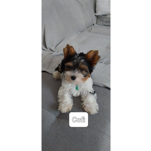 Mr.Pet spletna trgovina
