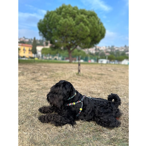 Mr.Pet spletna trgovina