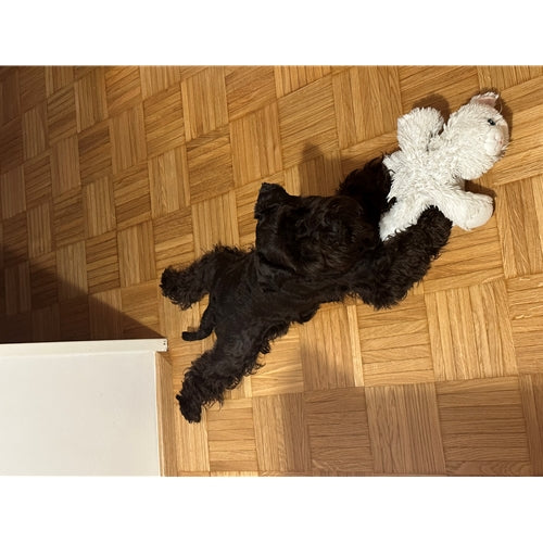Mr.Pet spletna trgovina