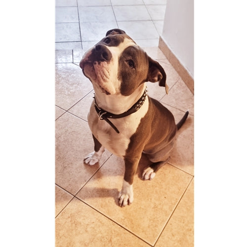 Spletna trgovina Mr.Pet