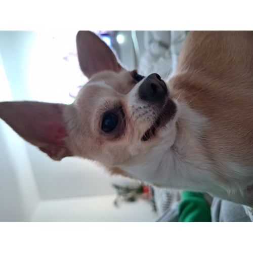 Mr.Pet spletna trgovina