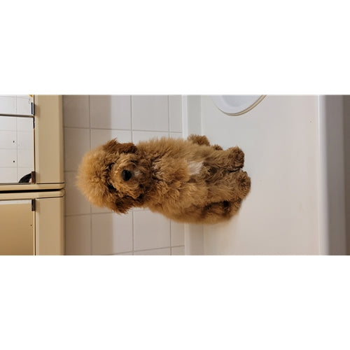 Mr.Pet spletna trgovina