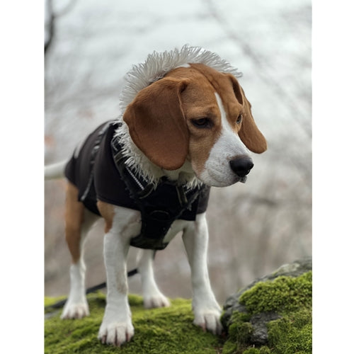 Mr.Pet spletna trgovina