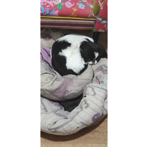 Mr.Pet spletna trgovina