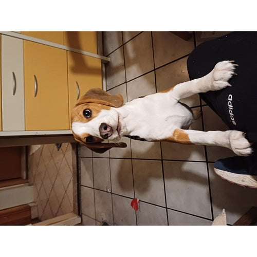 Mr.Pet spletna trgovina