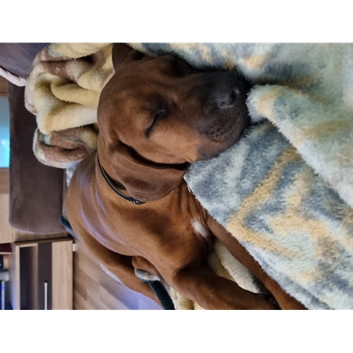 Spletna trgovina Mr.Pet