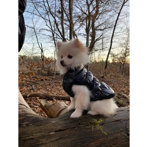 Mr.Pet spletna trgovina
