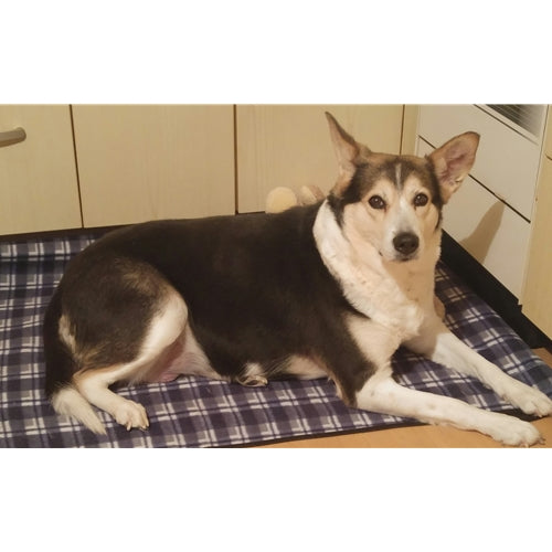 Mr.Pet spletna trgovina