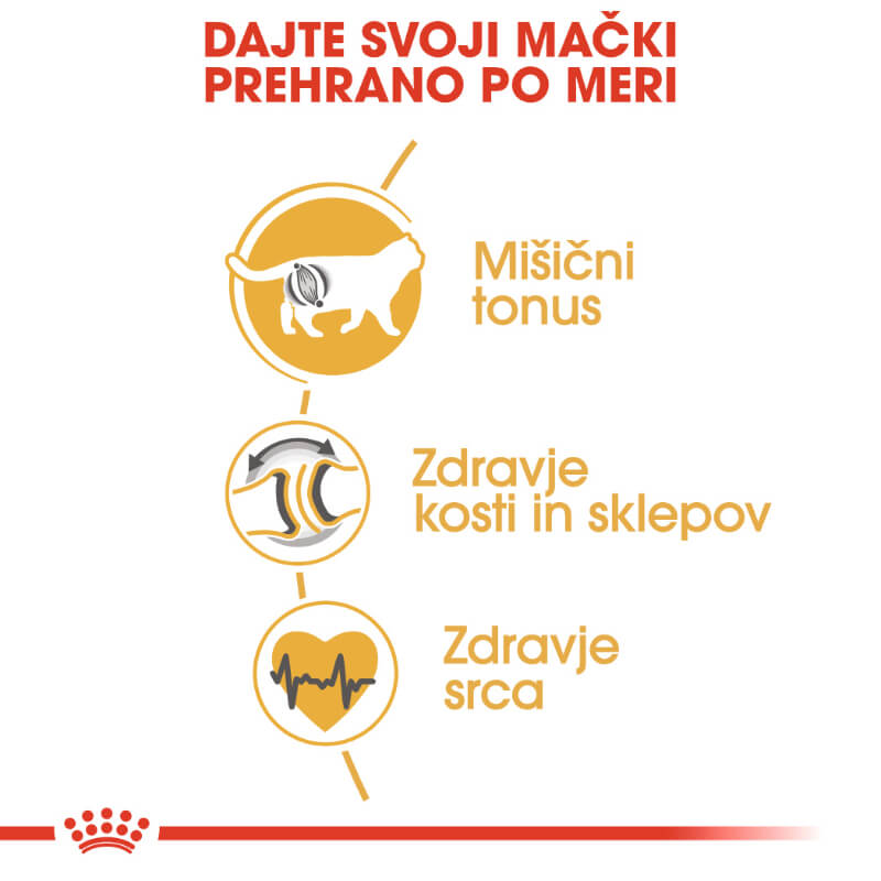 Royal Canin British Shorthair Adult - 2 kg (3)