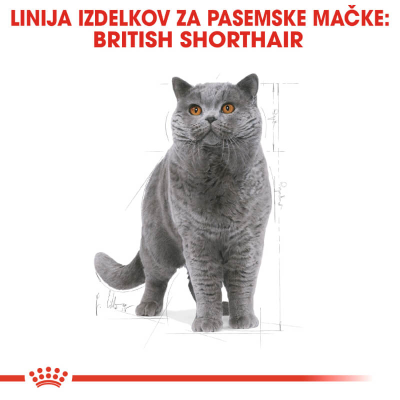 Royal Canin British Shorthair Adult - 2 kg (4)