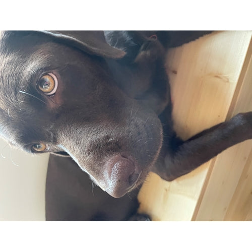Mr.Pet spletna trgovina