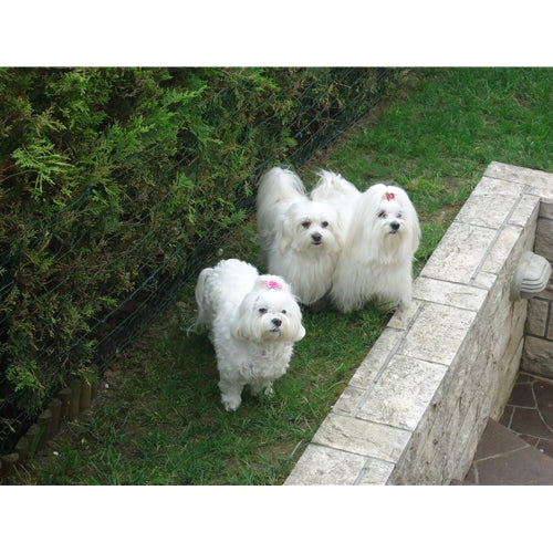 Mr.Pet spletna trgovina