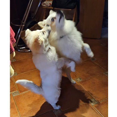 Mr.Pet spletna trgovina