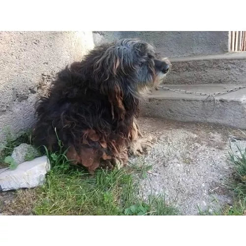 Spletna trgovina Mr.Pet