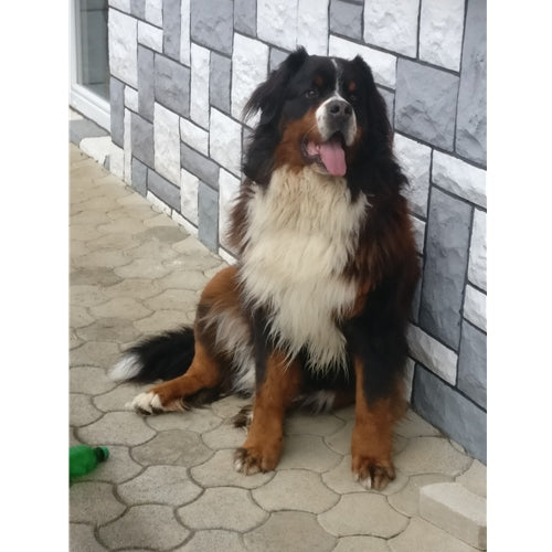 Mr.Pet spletna trgovina