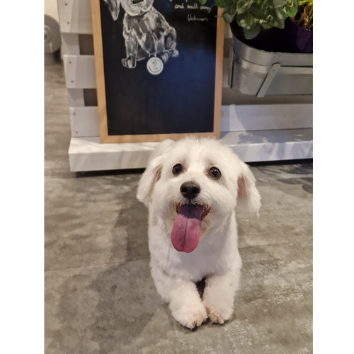 Mr.Pet spletna trgovina