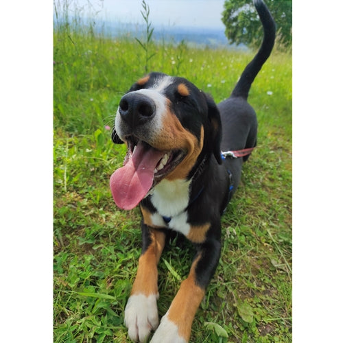 Mr.Pet spletna trgovina