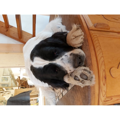 Mr.Pet spletna trgovina