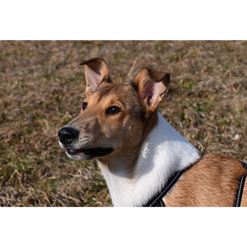 Mr.Pet spletna trgovina