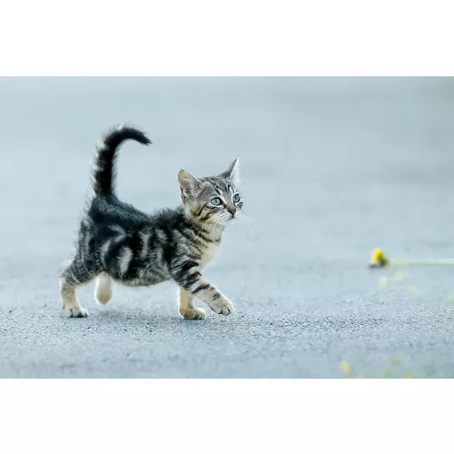 Spletna trgovina Mr.Pet