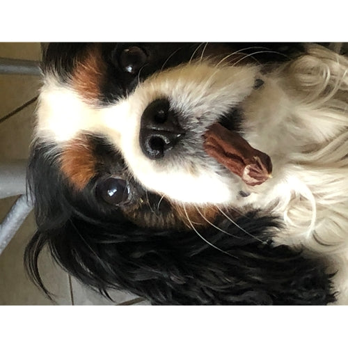 Mr.Pet spletna trgovina