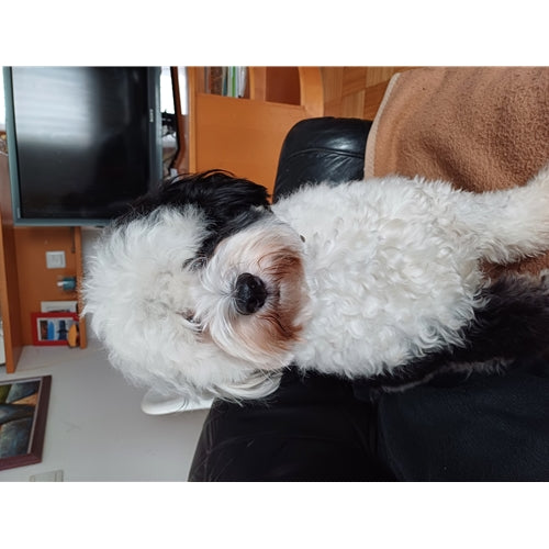Mr.Pet spletna trgovina
