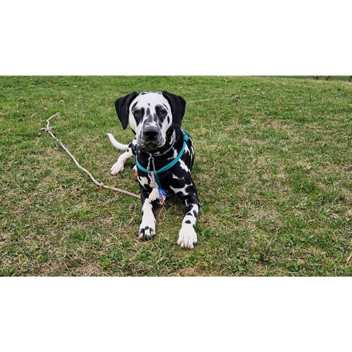 Mr.Pet spletna trgovina