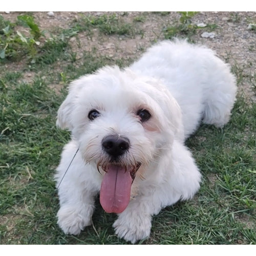Mr.Pet spletna trgovina