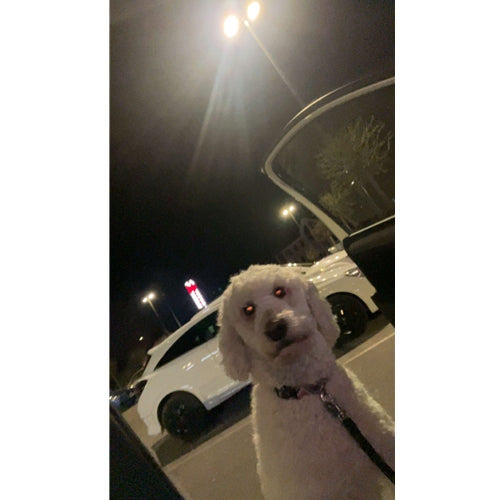 Mr.Pet spletna trgovina