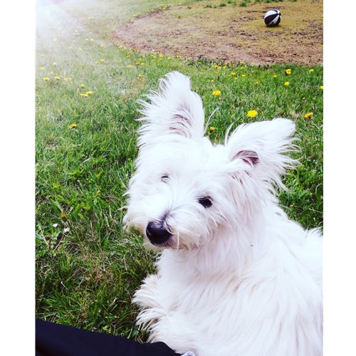 Mr.Pet spletna trgovina