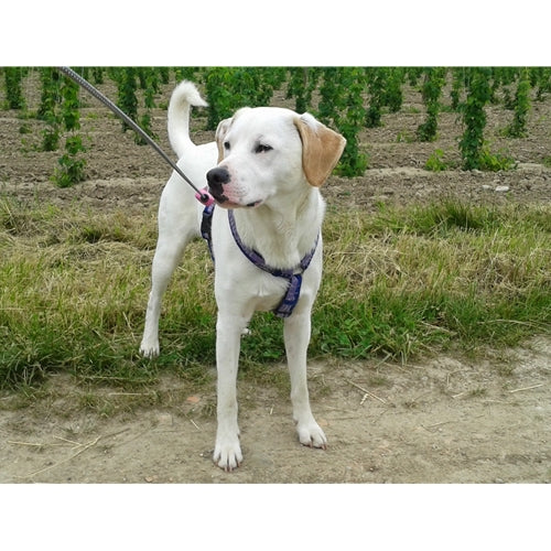 Spletna trgovina Mr.Pet