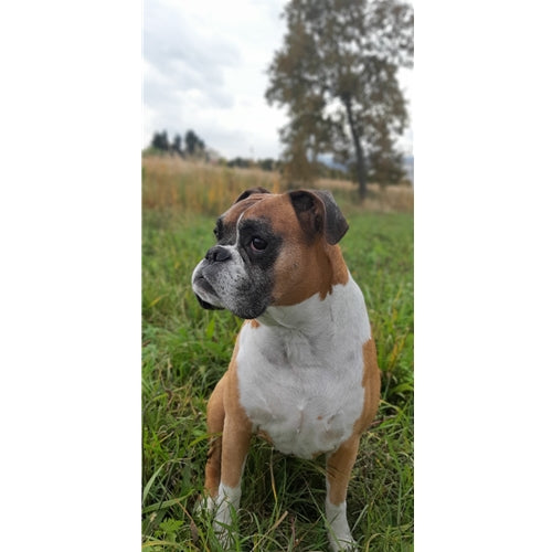 Mr.Pet spletna trgovina