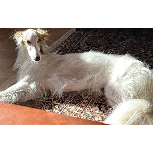 Mr.Pet spletna trgovina