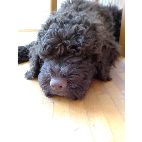 Spletna trgovina Mr.Pet