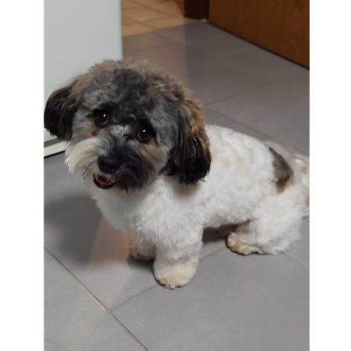 Mr.Pet spletna trgovina
