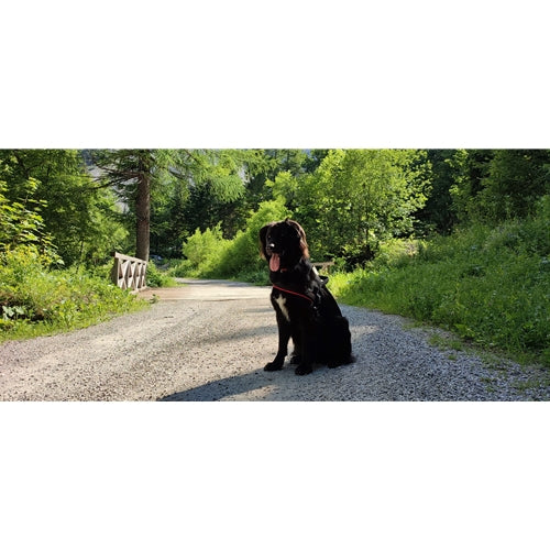 Mr.Pet spletna trgovina