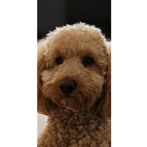 Mr.Pet spletna trgovina