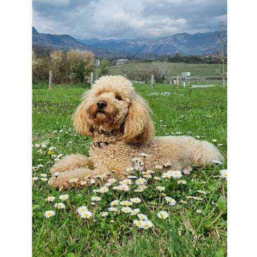 Mr.Pet spletna trgovina